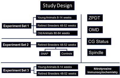 Chronological age enhances aging phenomena and protein nitration in oocyte